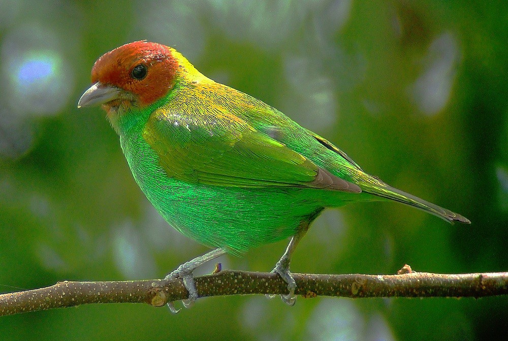 Bay-headed Tanager (Bay-and-green) - ML205224861