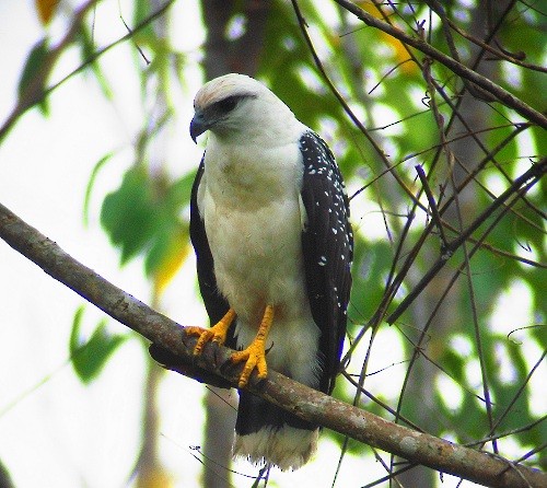 White Hawk (Black-tailed) - nigel lallsingh