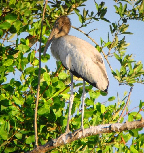 Wood Stork - nigel lallsingh