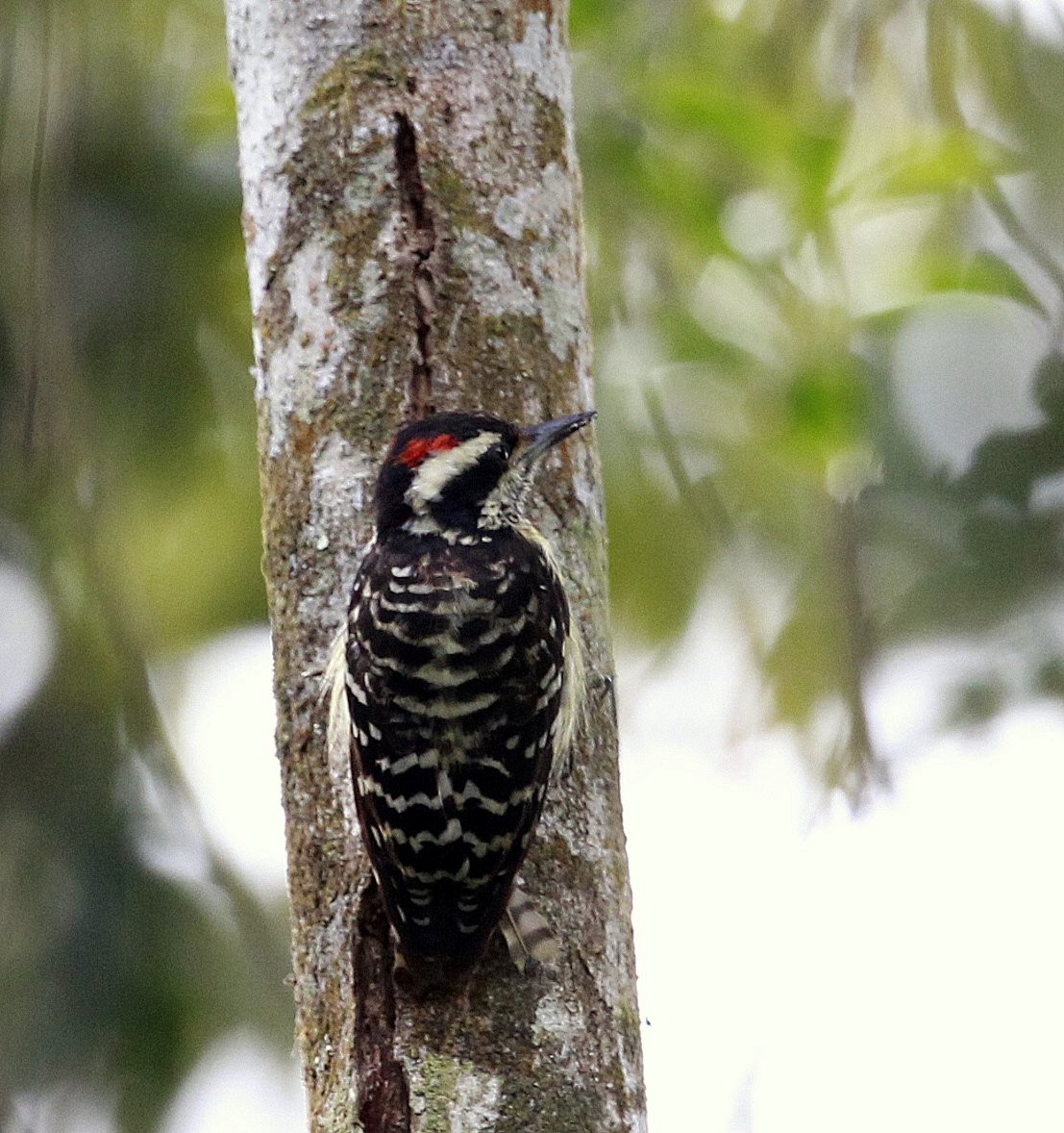Philippine Pygmy Woodpecker - ML205225411