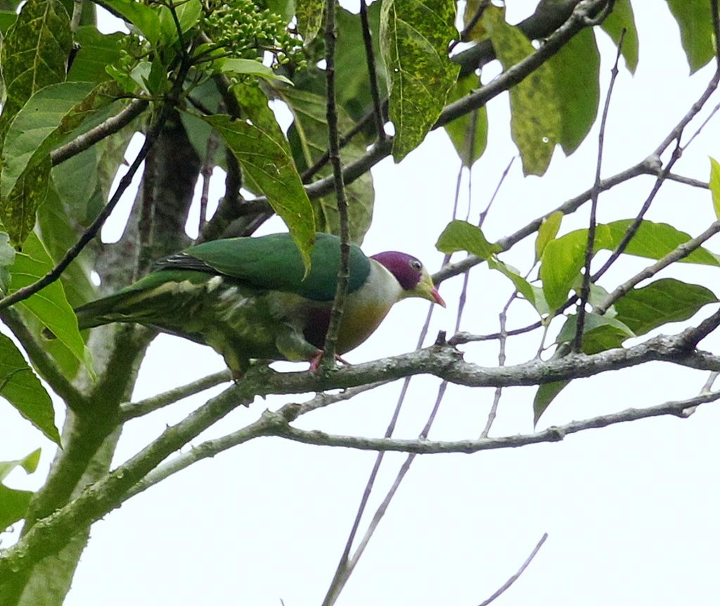Yellow-breasted Fruit-Dove - ML205225521