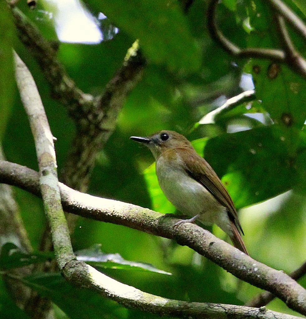 Chestnut-tailed Jungle Flycatcher (Philippine) - ML205225561