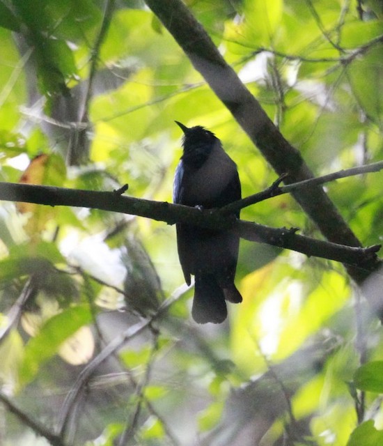 Philippine Drongo-Cuckoo