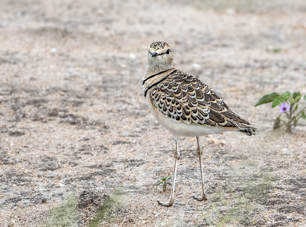 Double-banded Courser - ML205225641