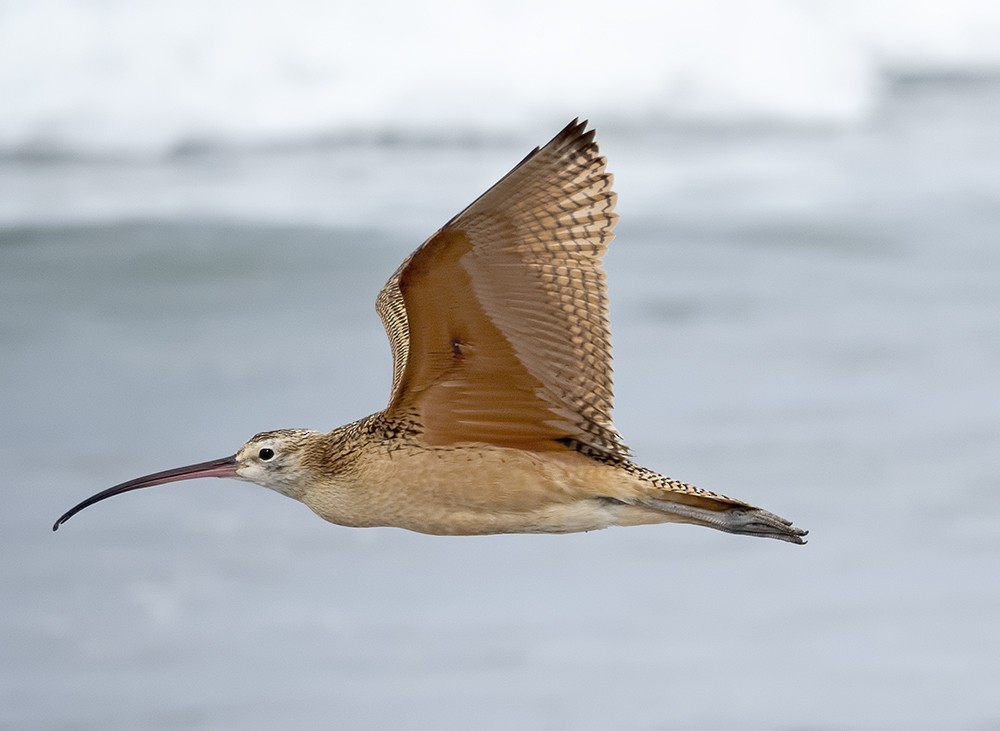 Long-billed Curlew - Dave Rintoul
