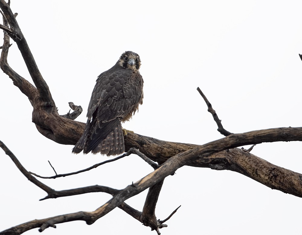 Peregrine Falcon (North American) - Dave Rintoul