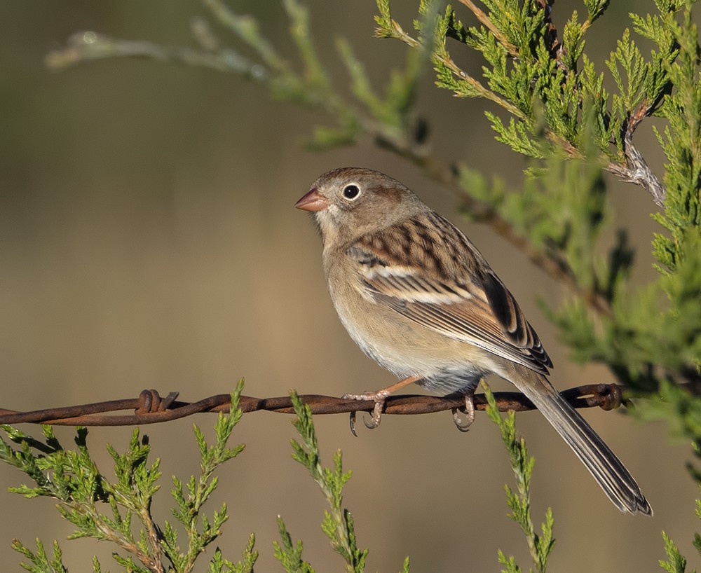 Field Sparrow - Dave Rintoul