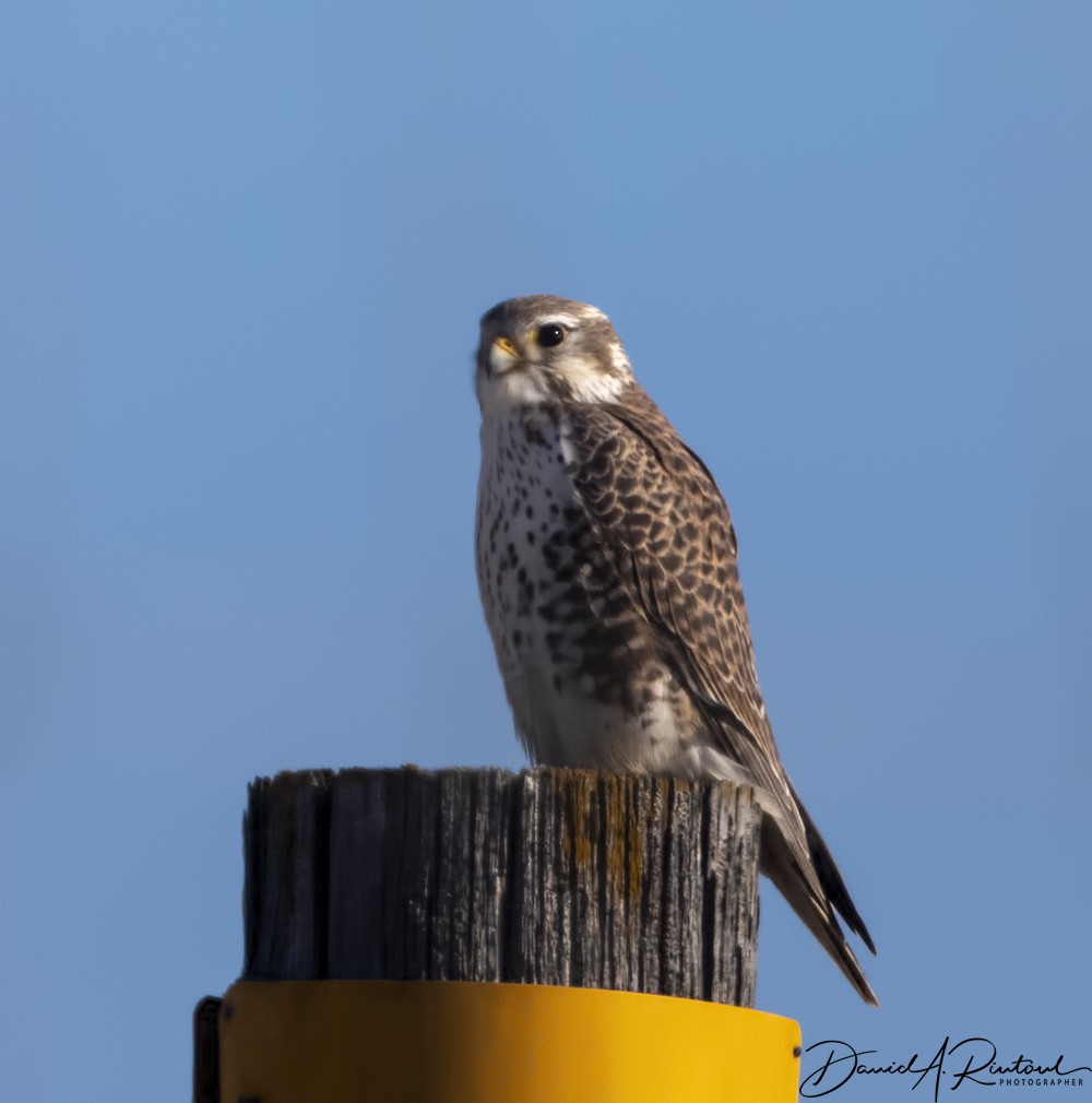 Prairie Falcon - Dave Rintoul