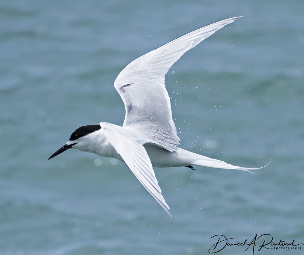 White-fronted Tern - Dave Rintoul