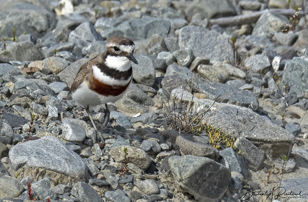Double-banded Plover - Dave Rintoul