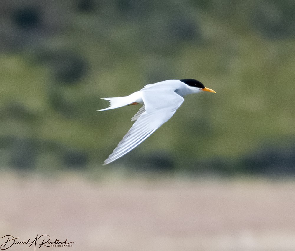 Black-fronted Tern - Dave Rintoul