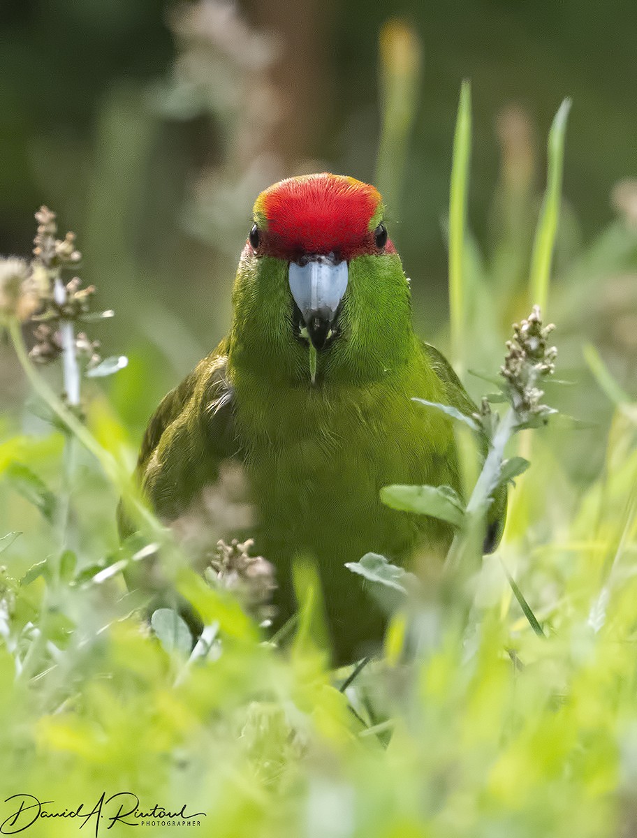 Red-crowned Parakeet - ML205225951