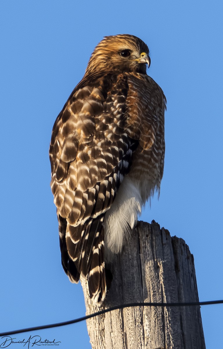 Red-shouldered Hawk (lineatus Group) - Dave Rintoul