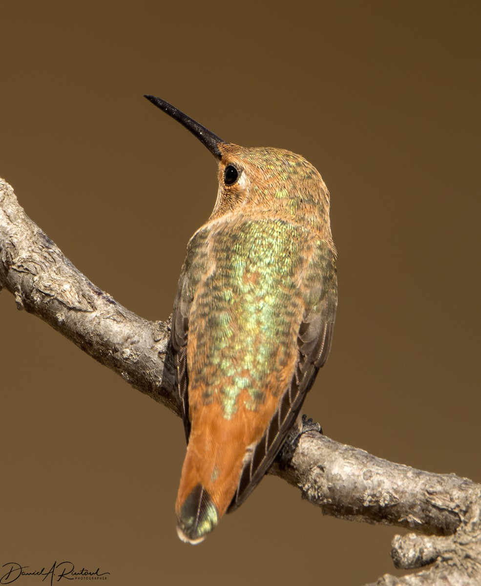 Rufous/Allen's Hummingbird - Dave Rintoul