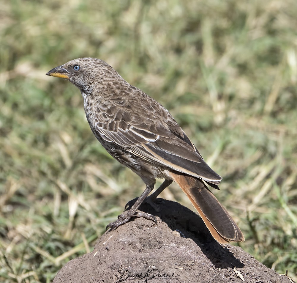 Rufous-tailed Weaver - Dave Rintoul