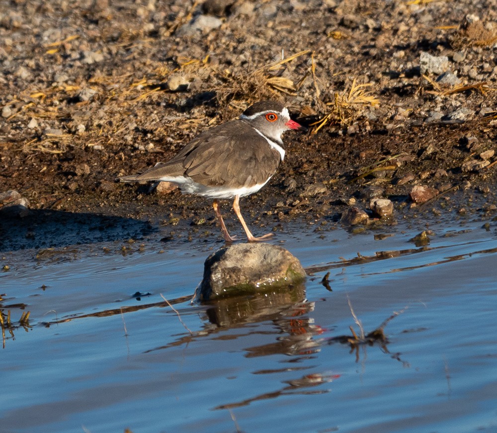 Three-banded Plover (African) - Dave Rintoul