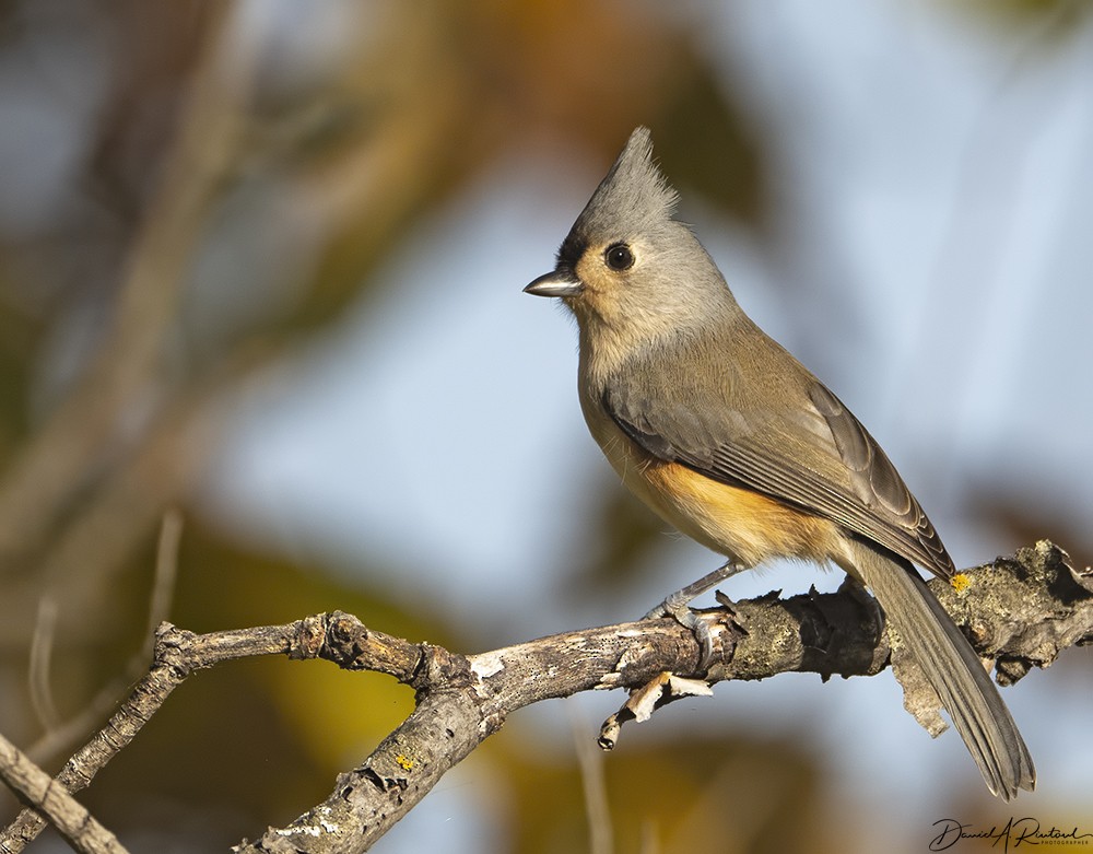 Tufted Titmouse - Dave Rintoul
