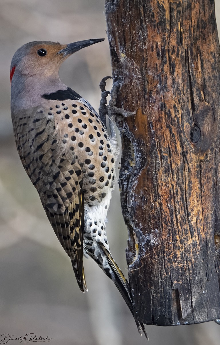 Northern Flicker (Yellow-shafted) - ML205226101
