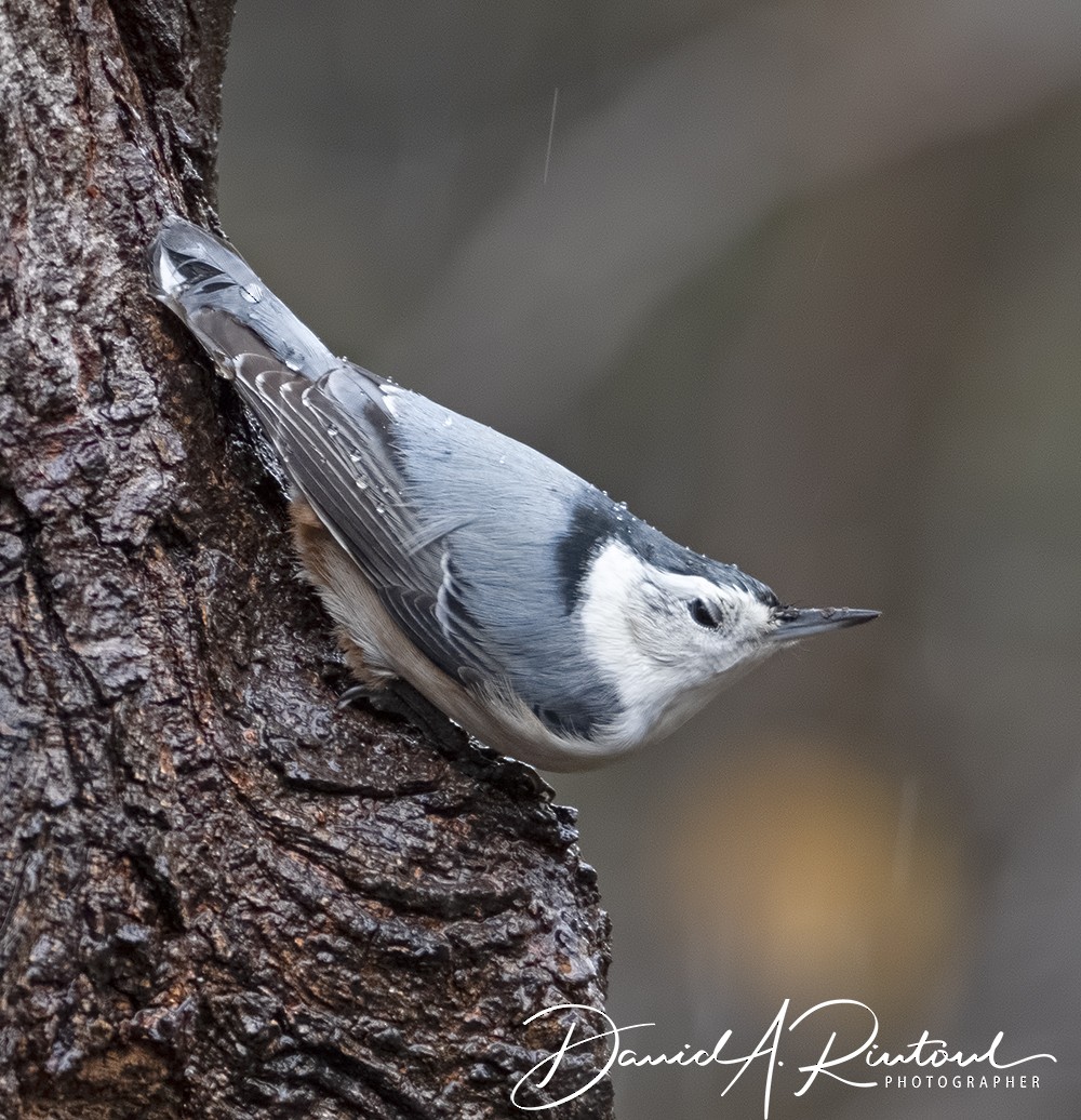 White-breasted Nuthatch (Eastern) - Dave Rintoul