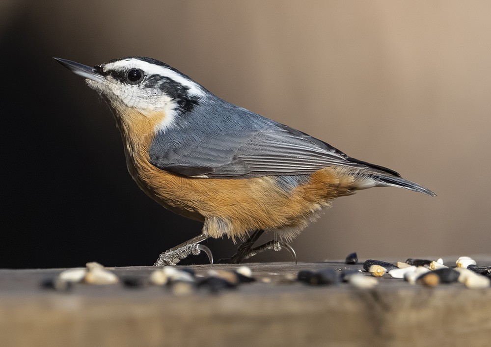 Red-breasted Nuthatch - Dave Rintoul