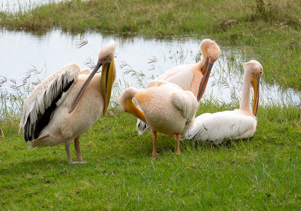 Great White Pelican - Dave Rintoul