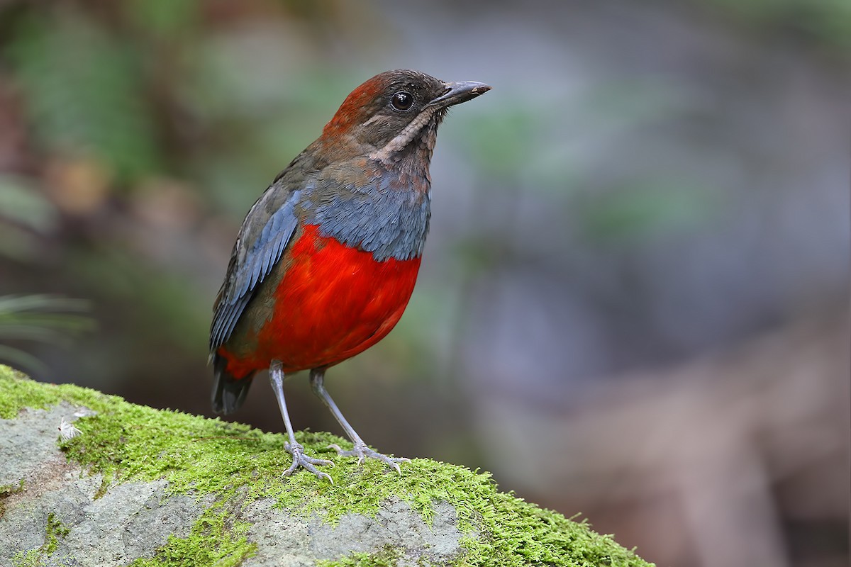 Whiskered Pitta - Robert Hutchinson