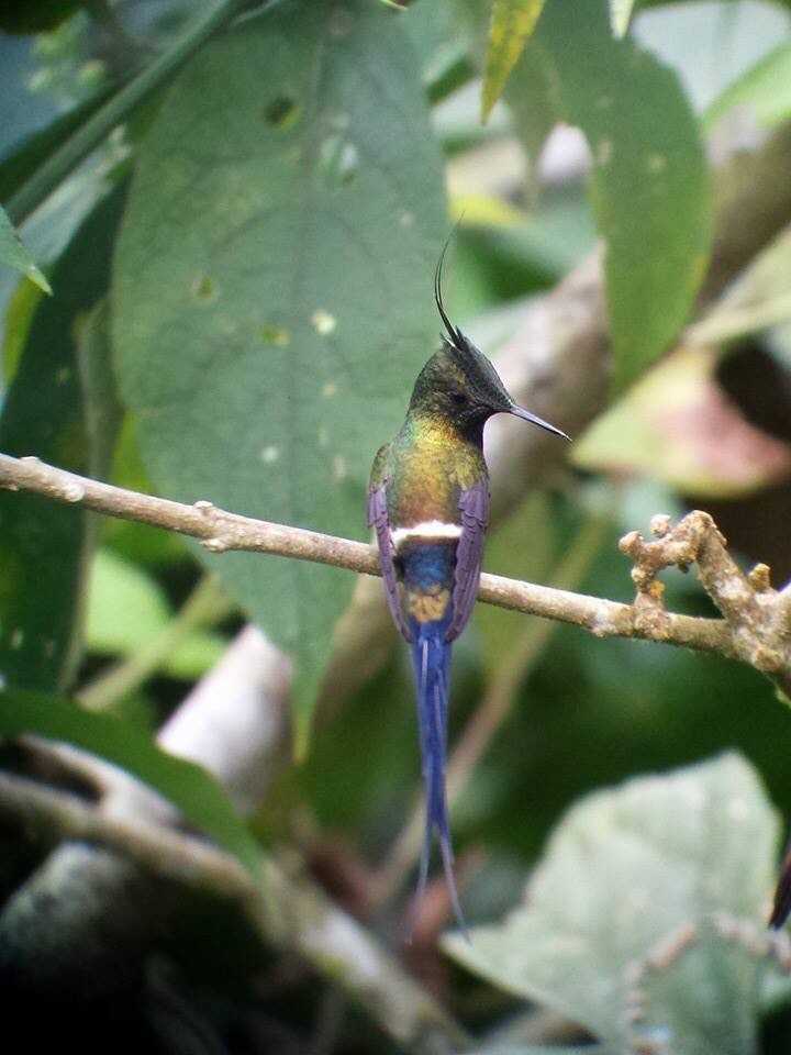 Wire-crested Thorntail - Randy Vickers