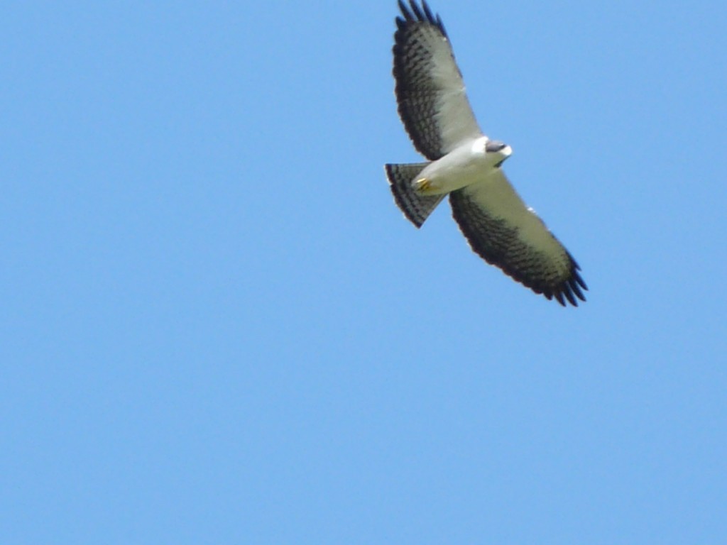Short-tailed Hawk - sanjiv parasram