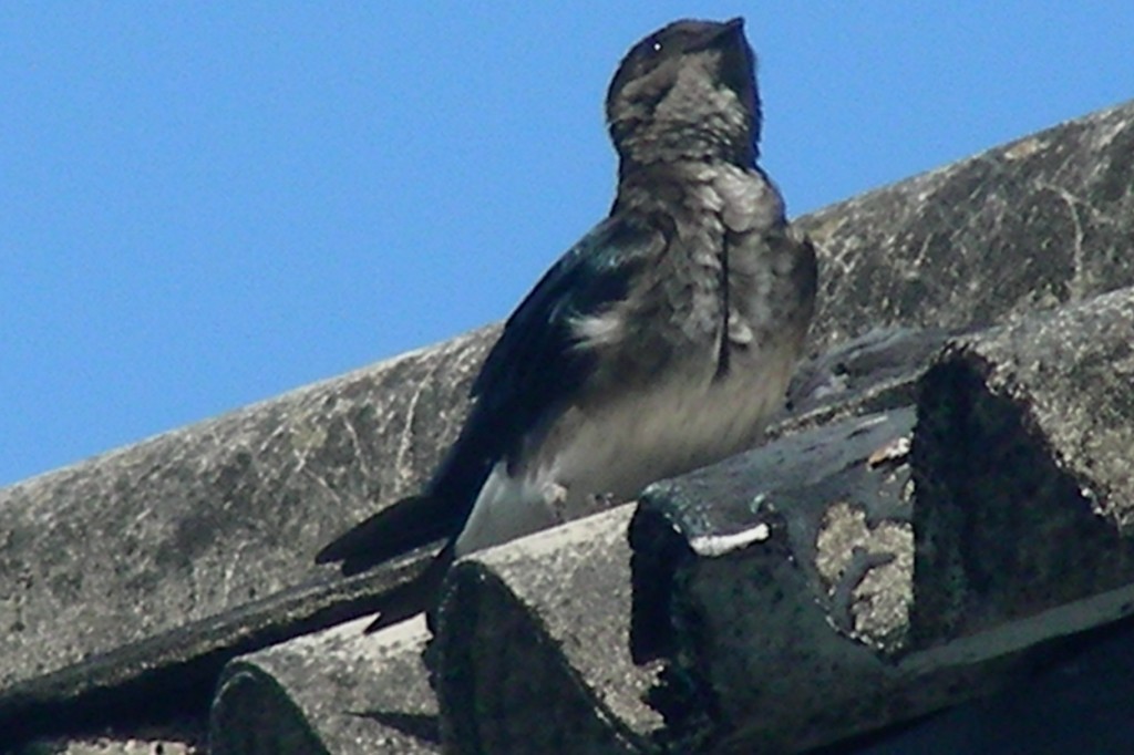 Gray-breasted Martin - sanjiv parasram