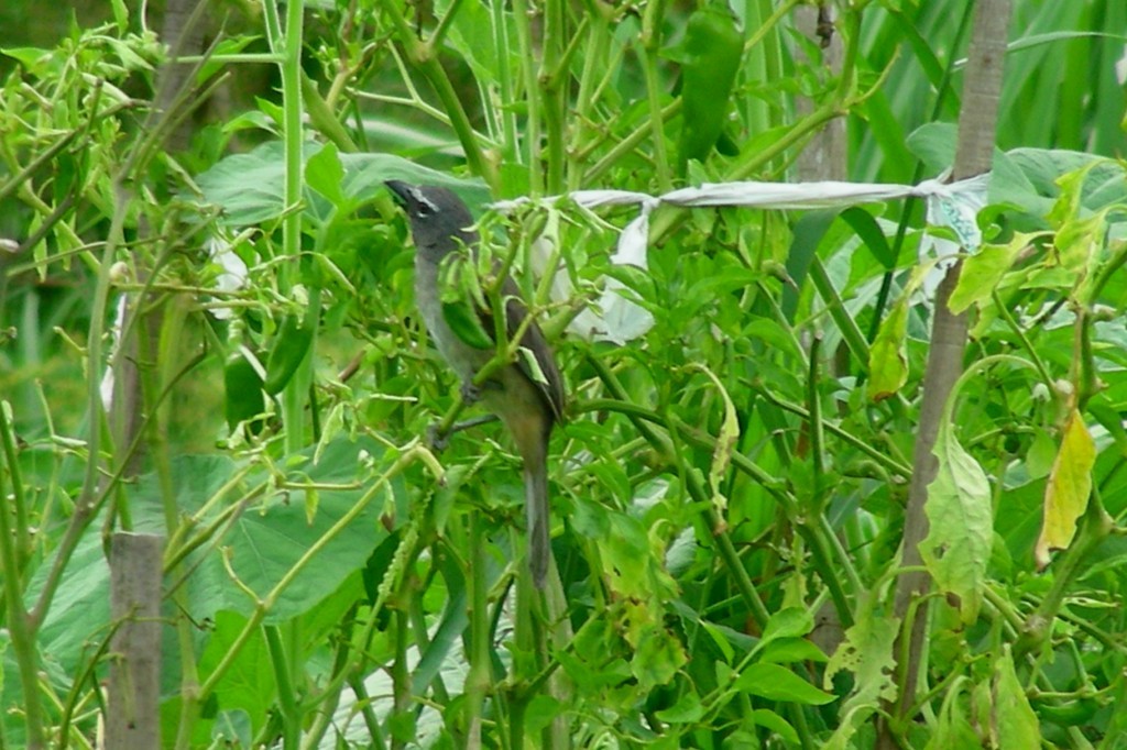 Olive-gray Saltator - sanjiv parasram