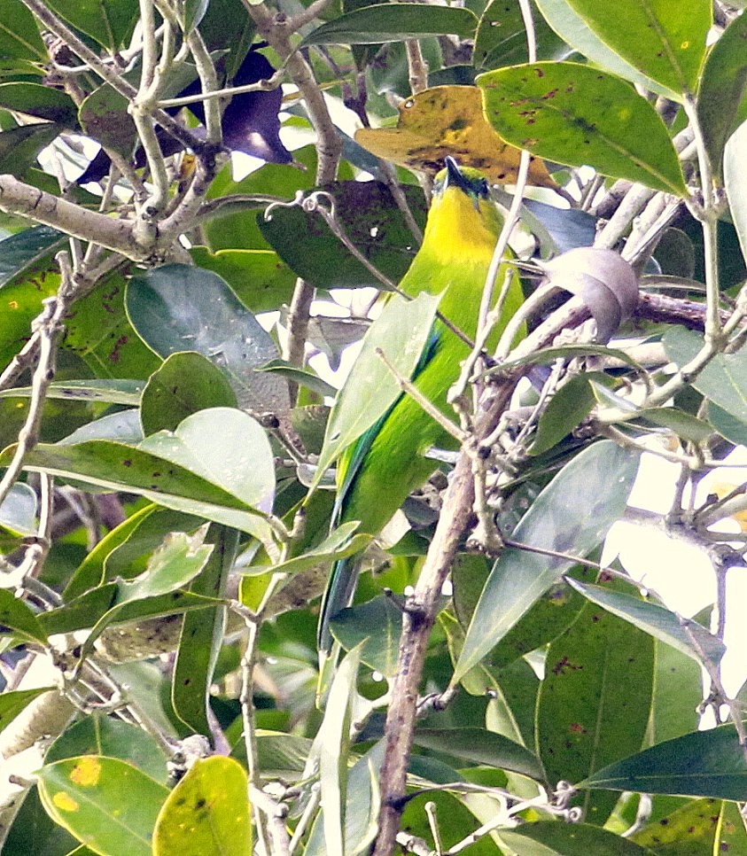 Yellow-throated Leafbird - Carmelo López Abad