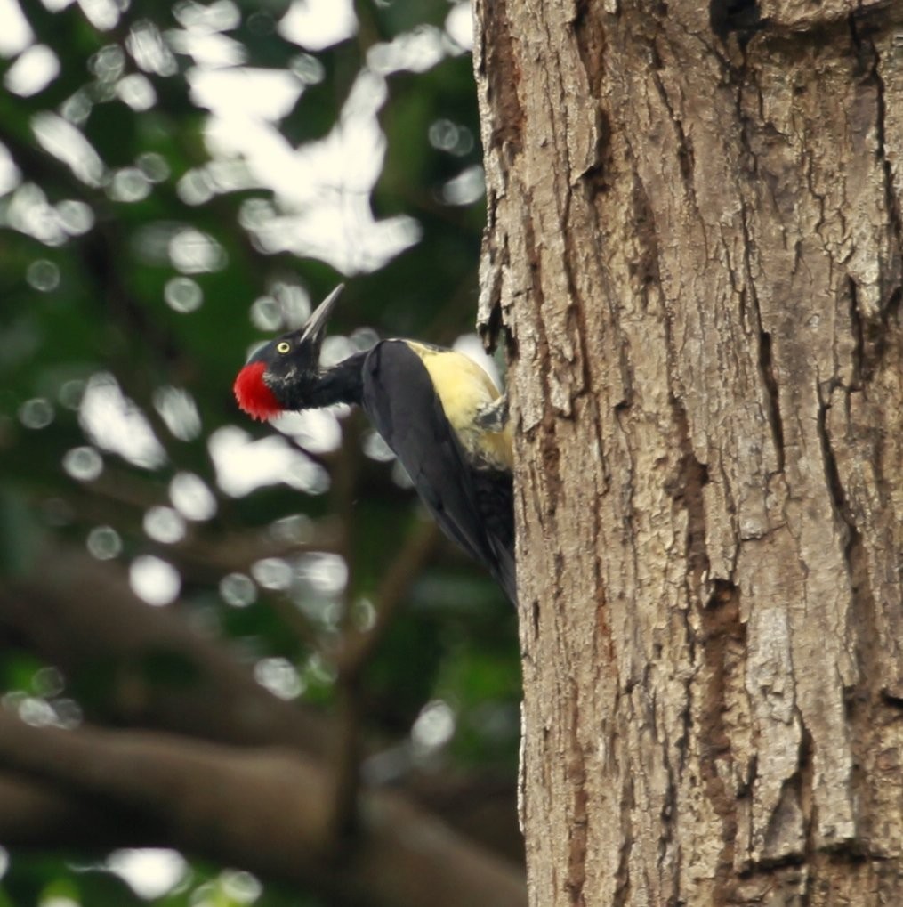 White-bellied Woodpecker - Carmelo López Abad