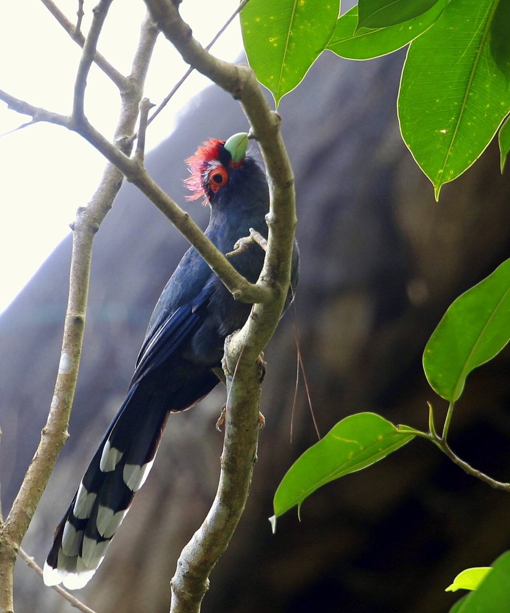 Red-crested Malkoha - ML205227691