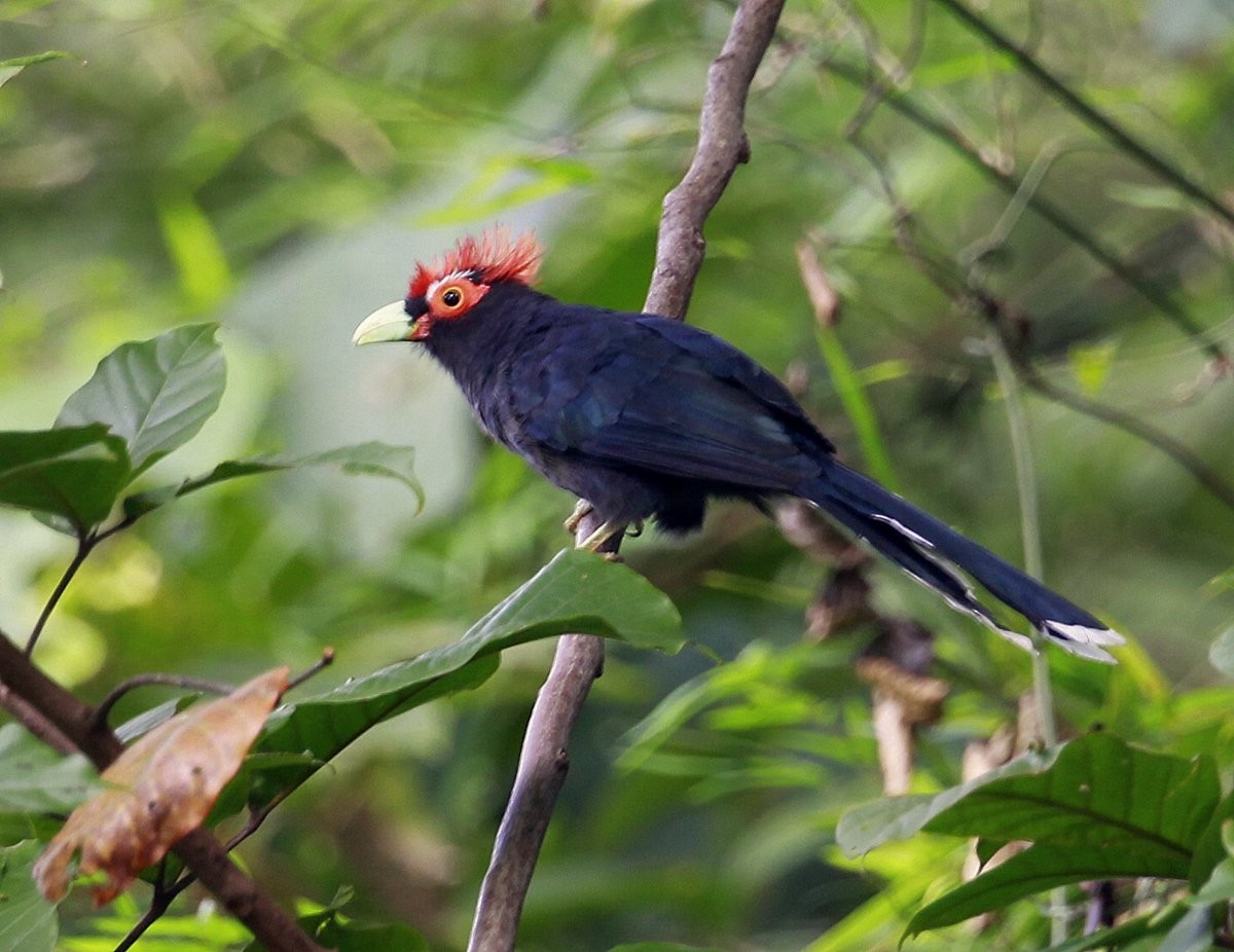 Red-crested Malkoha - Carmelo López Abad