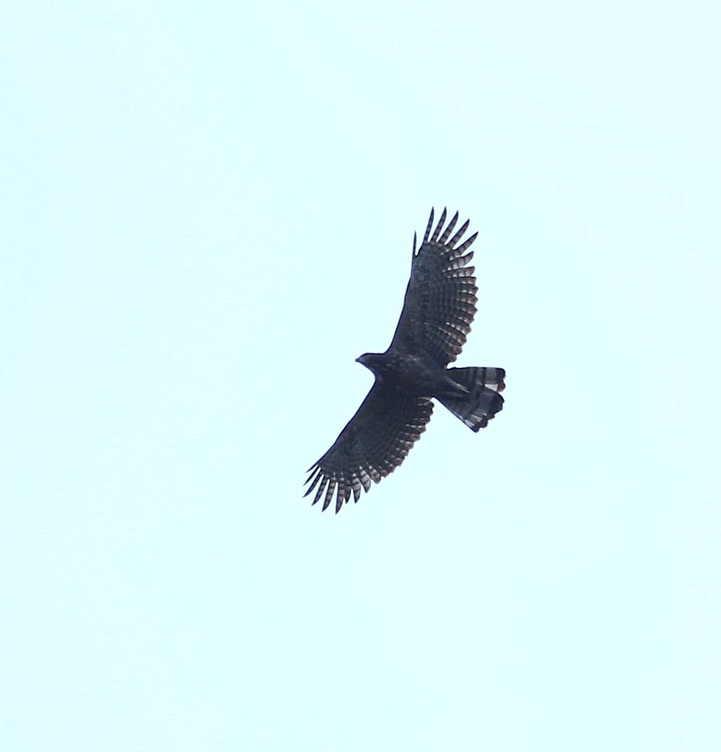 Pinsker's Hawk-Eagle - Carmelo López Abad