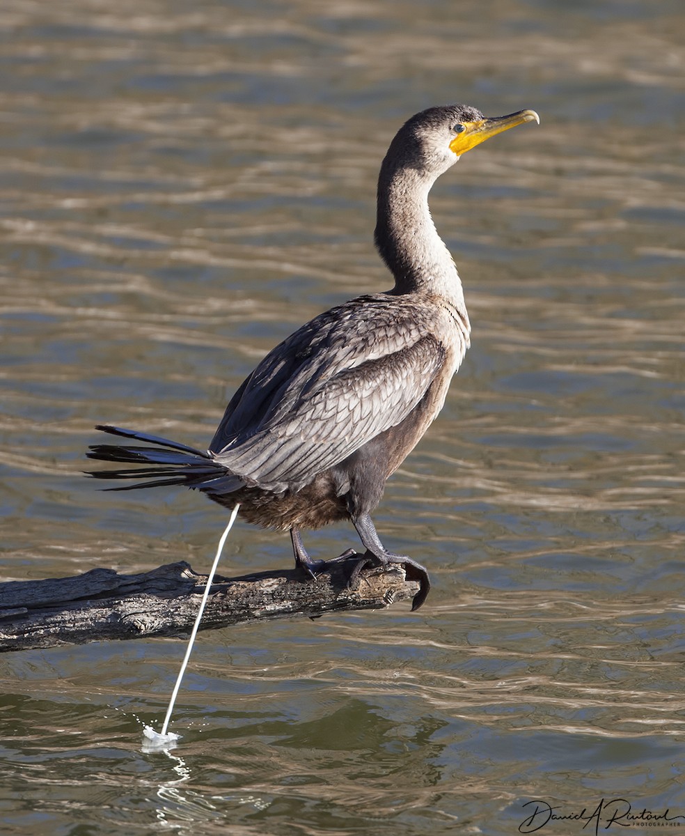 Double-crested Cormorant - Dave Rintoul
