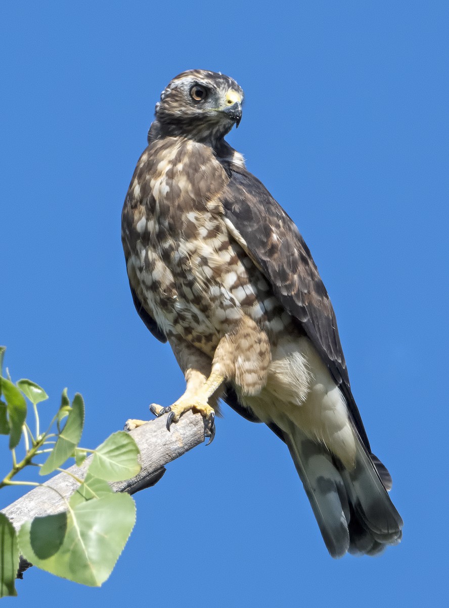 Broad-winged Hawk (Northern) - Dave Rintoul