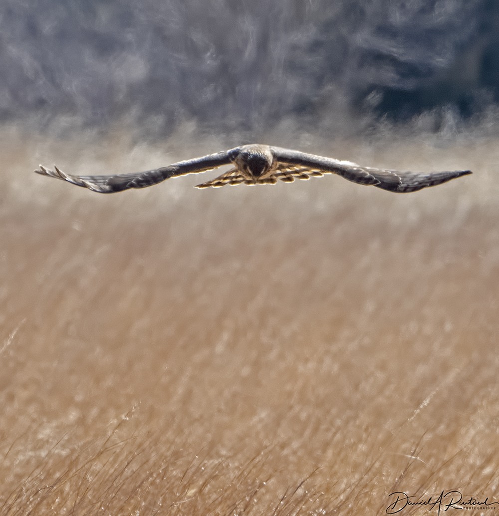 Northern Harrier - Dave Rintoul