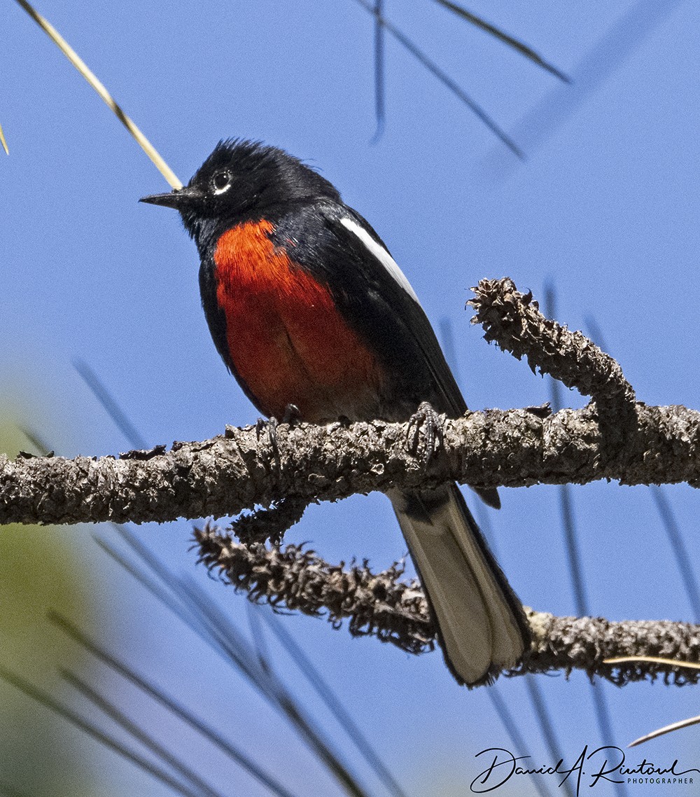 Painted Redstart - Dave Rintoul