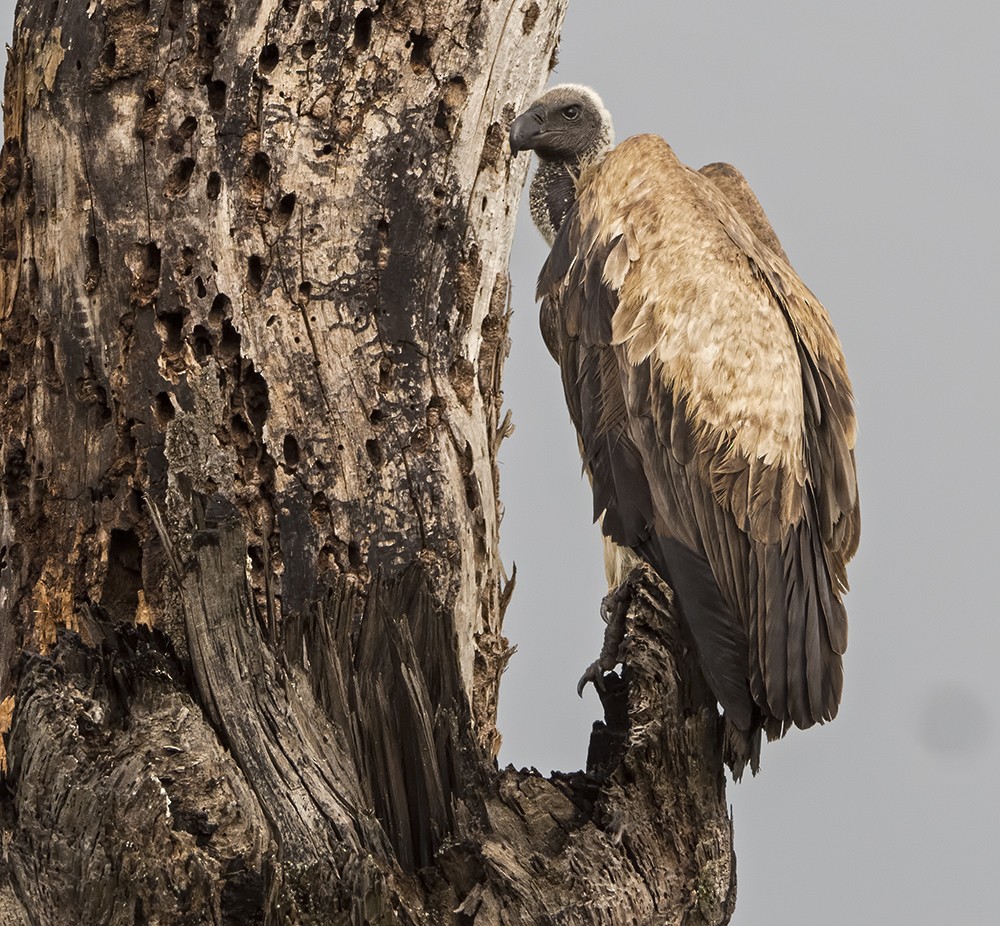 White-backed Vulture - Dave Rintoul