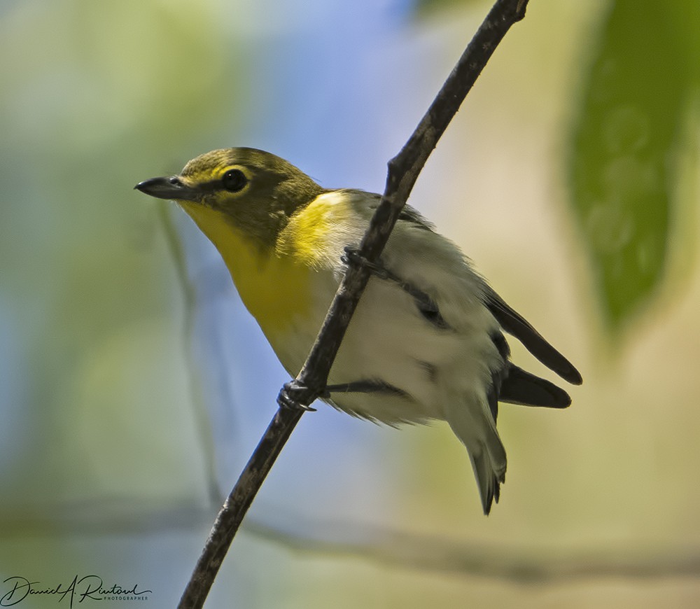 Yellow-throated Vireo - Dave Rintoul