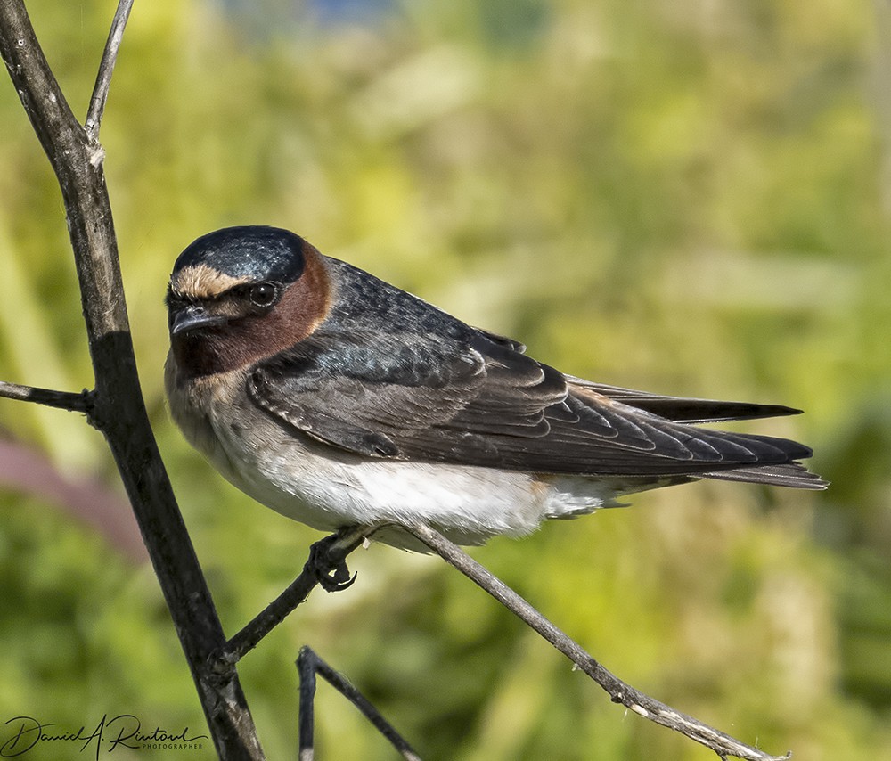 Cliff Swallow (pyrrhonota Group) - Dave Rintoul
