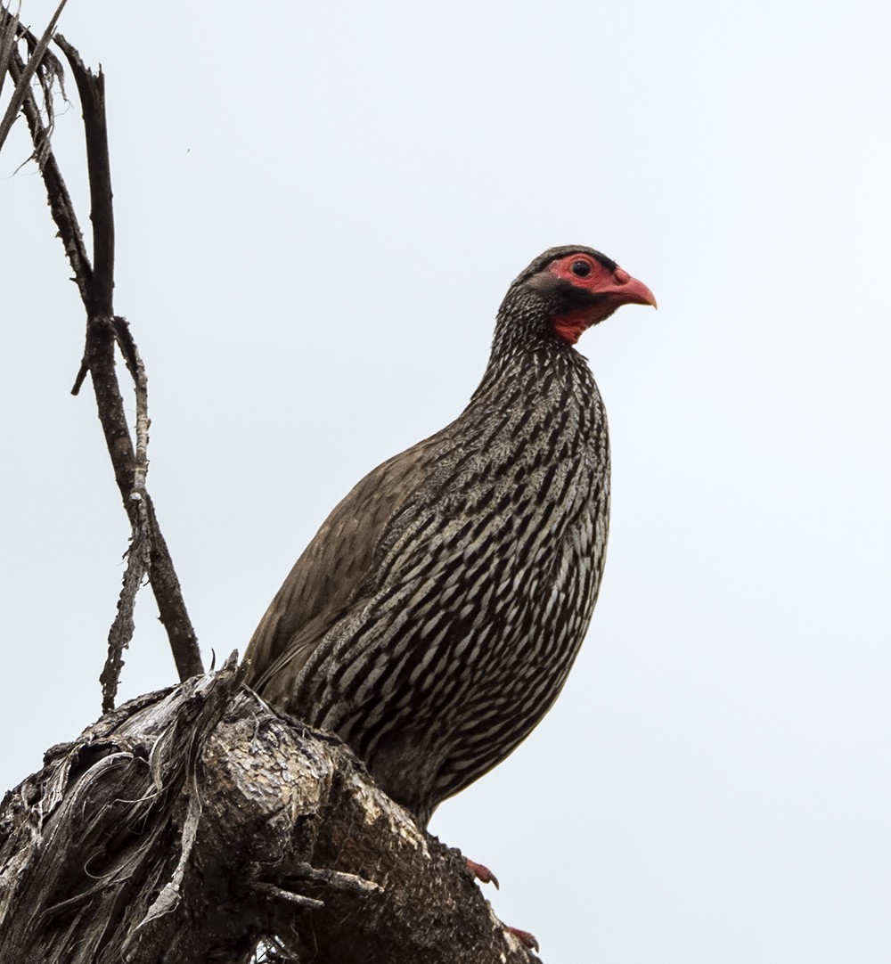 Red-necked Francolin (Cranch's) - ML205228111