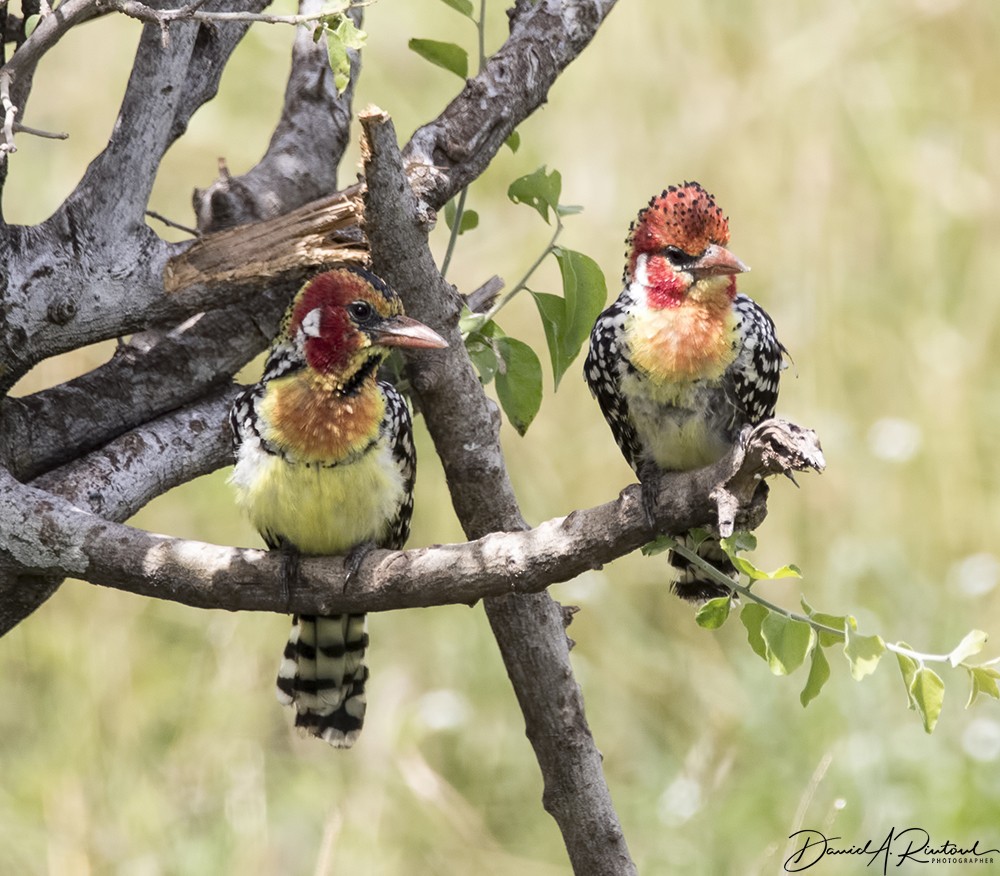 Red-and-yellow Barbet - ML205228121