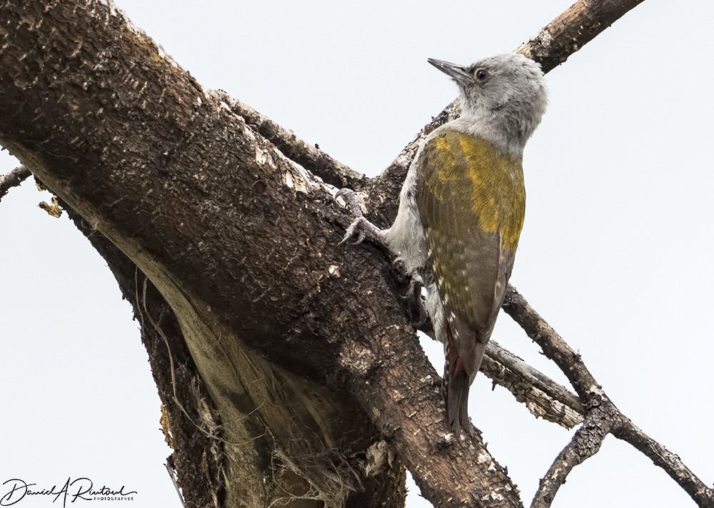 African Gray Woodpecker (Gray) - Dave Rintoul