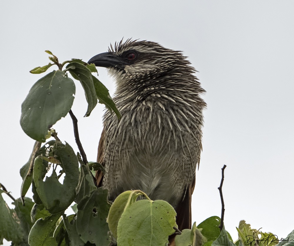 White-browed Coucal (White-browed) - Dave Rintoul