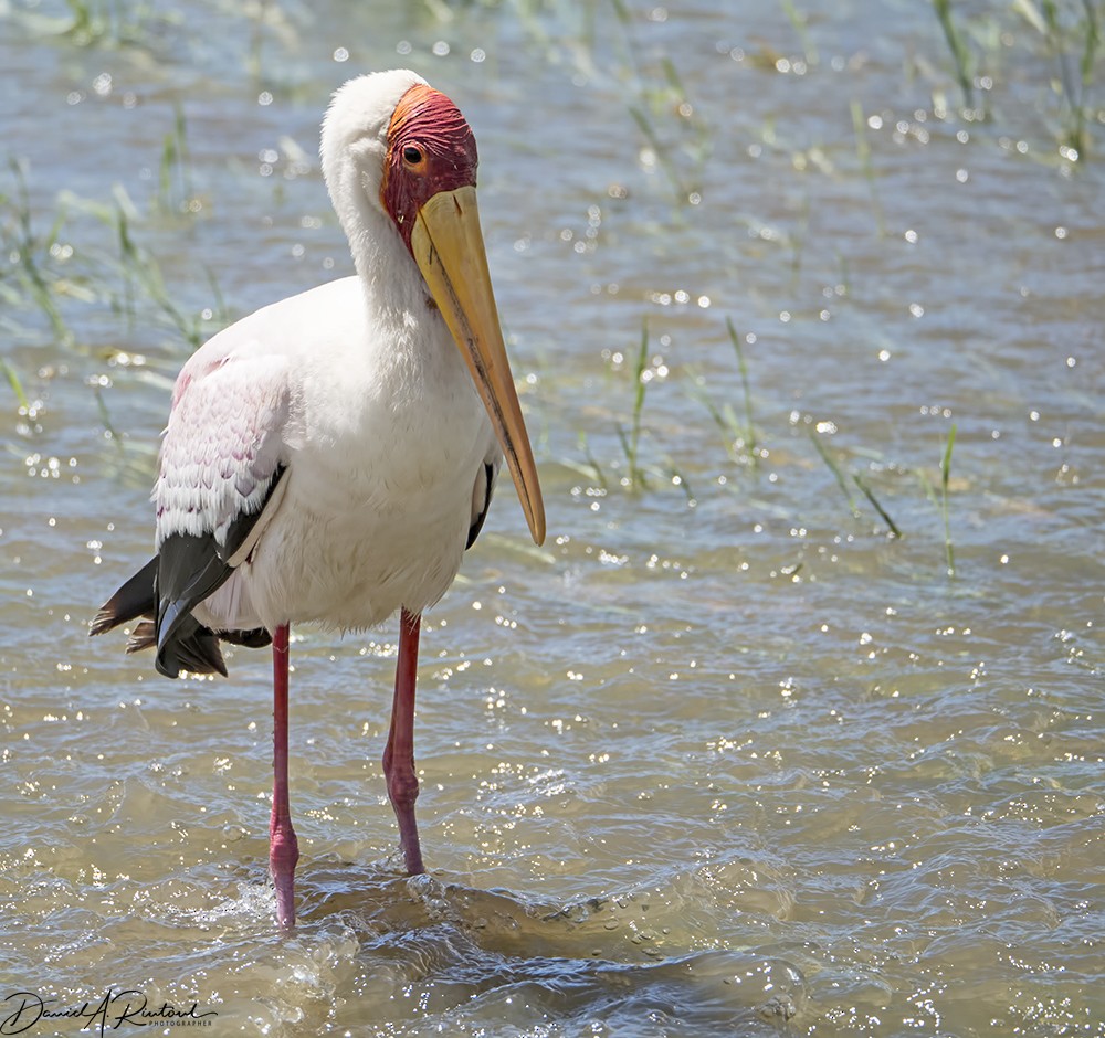 Yellow-billed Stork - Dave Rintoul