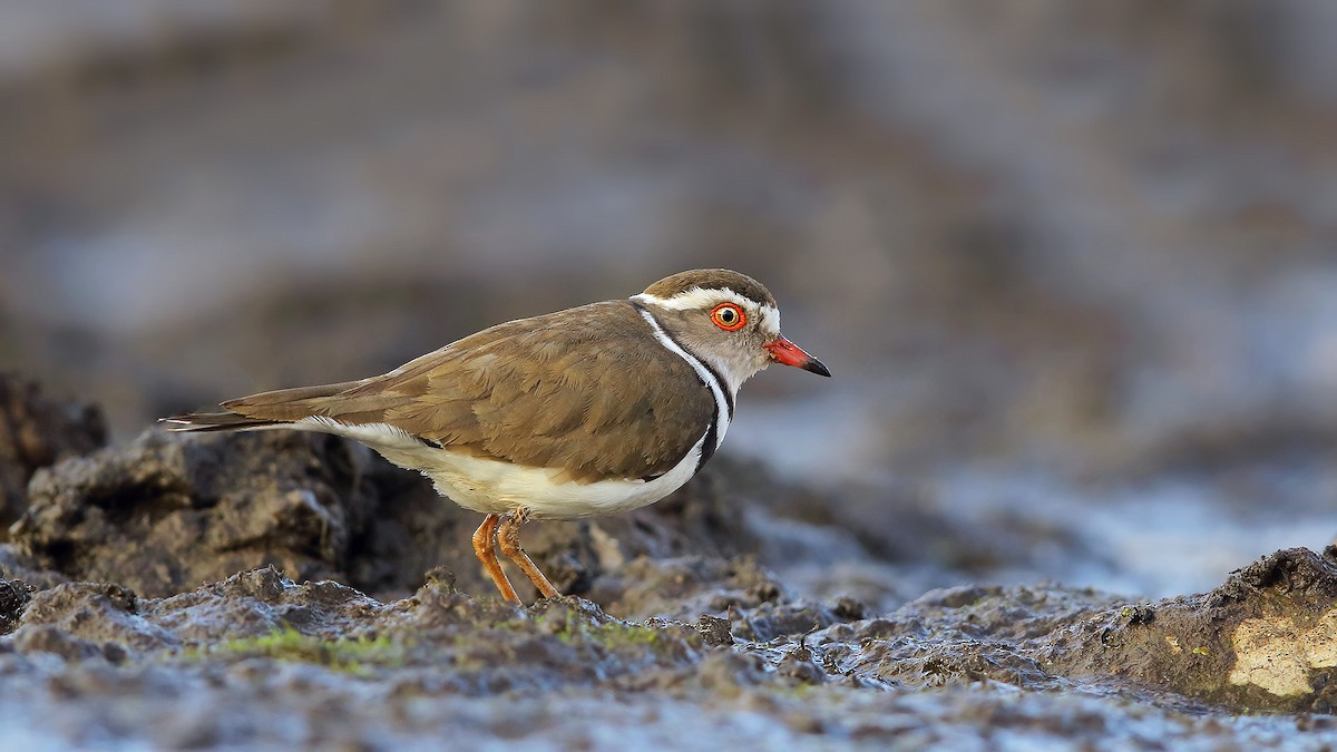 Three-banded Plover (African) - ML205229191