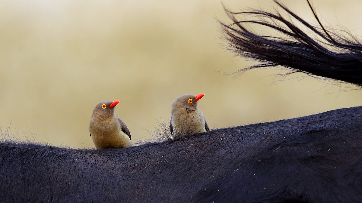 Red-billed Oxpecker - ML205229231