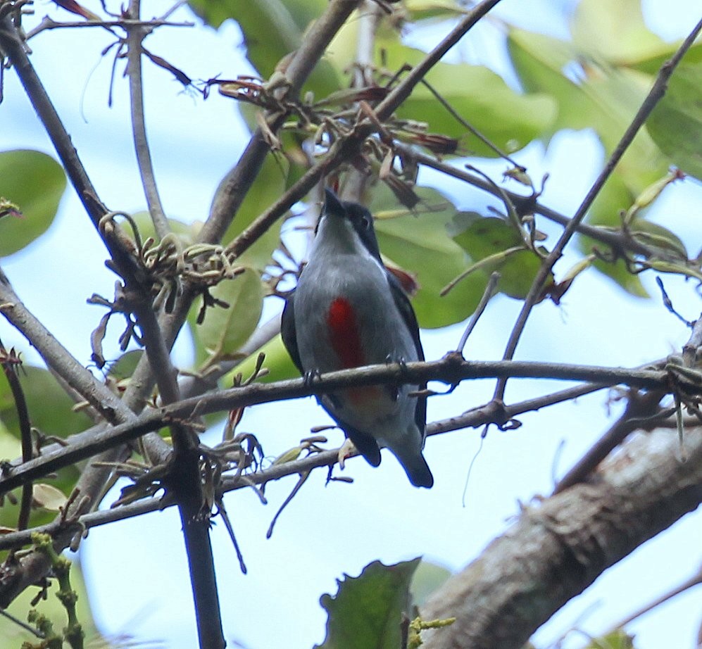 Red-keeled Flowerpecker - ML205229541